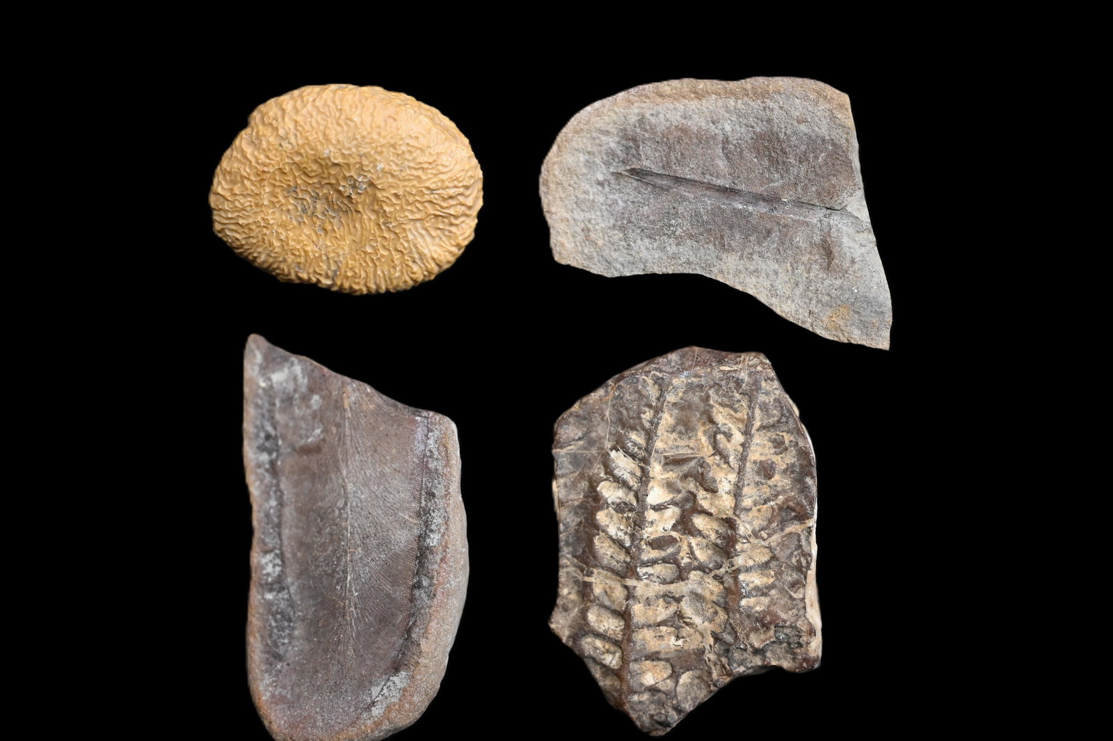 4 Mazon Creek Plant Fossils 2 7/8" largest. (1 of 5)