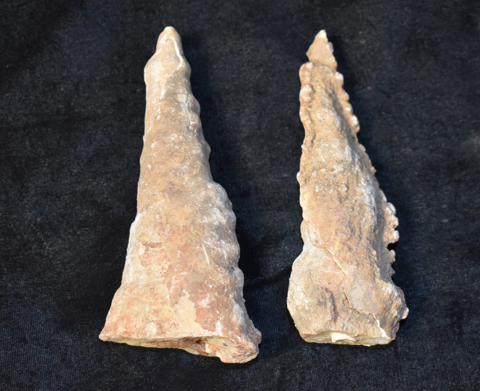 Pair of Fossil Horn Corals, 350–420 Million Years Old: A matched pair of fossilized horn corals Rugosa each measuring approximately 5 inches in length. These ancient marine fossils date to roughly 350 to 420 million years ago long before modern coral spec