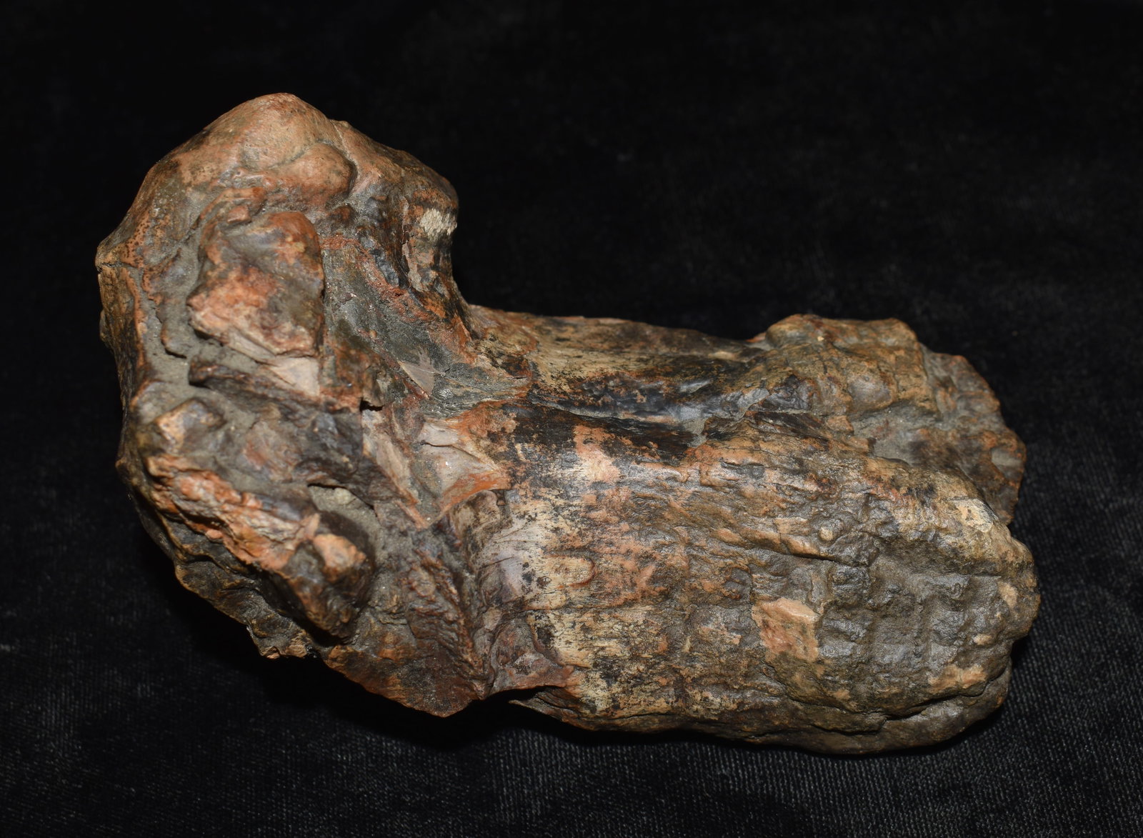 Pleistocene Large Ungulate Bone Fragment (Likely Bison) — Found in SW Iowa — 5" — McClellan (1 of 7)