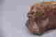 item-123469638=4