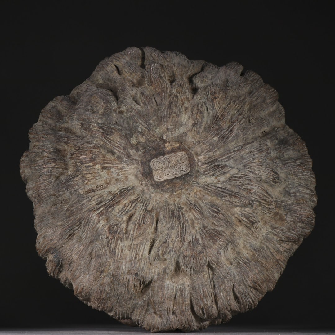 Tree Root Water Washer - 9