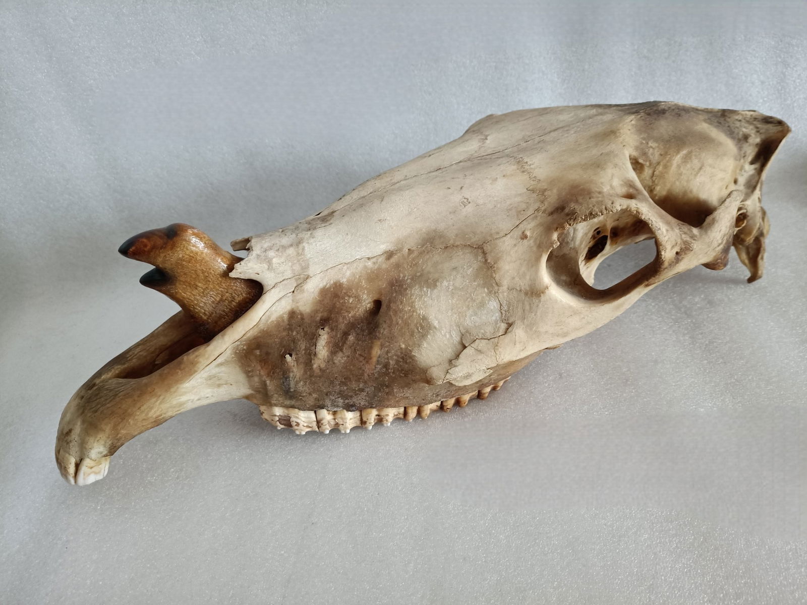 Ancient fossils: Ancient fossil, dimensions: 56 x 23 x 16 cm Provenance:Private Estate, Michigan. Our dedicated team expertly handles both domestic and global shipping arrangements.