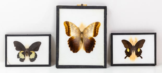 Collection of 13 Framed dissected Butterflies - Various Species