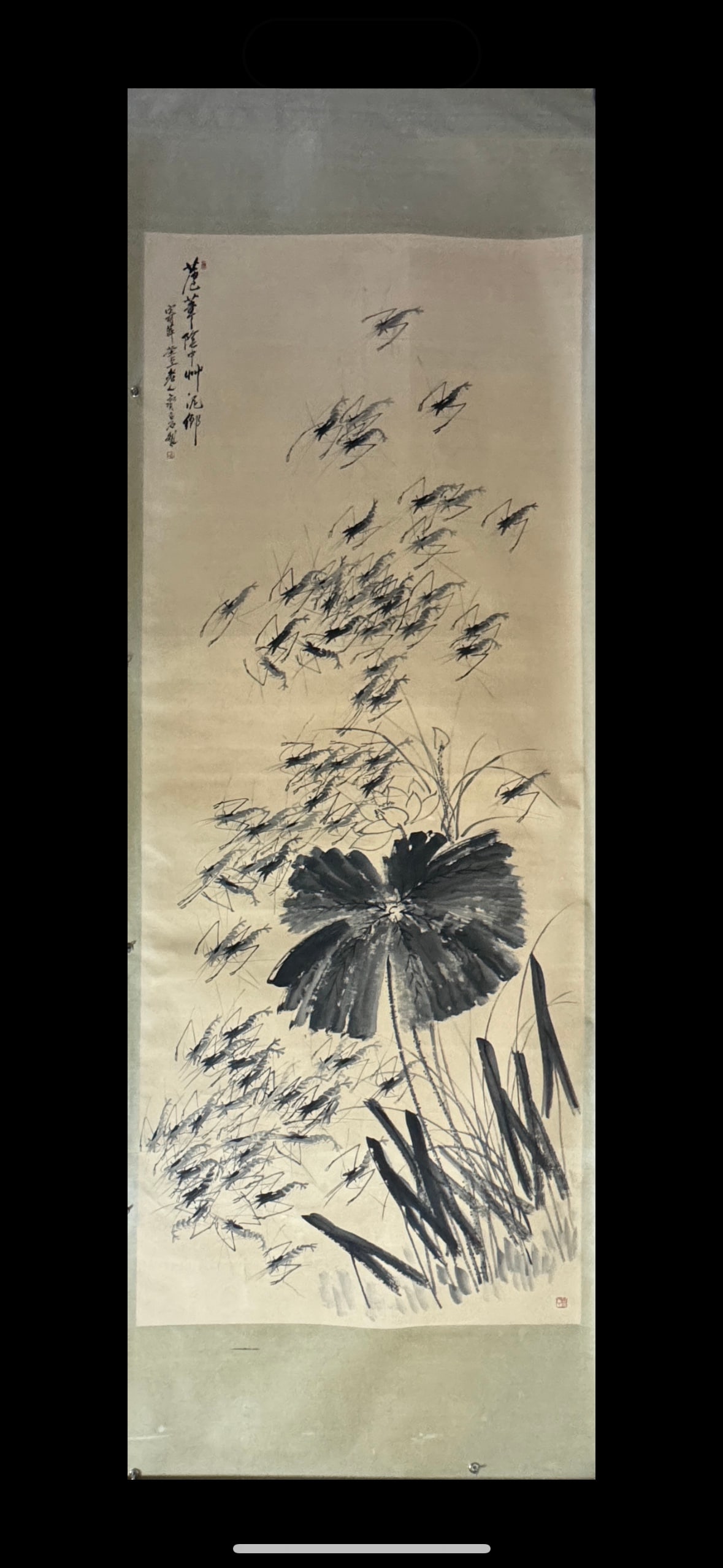 A Chinese Vertical Scroll Ink Painting of Shrimp on Paper: A Chinese Vertical Scroll Ink Painting of Shrimp on Paper,Qi Baishi,Size:55.1inx141.7in 一幅中国水墨虾画立轴,齐白石
