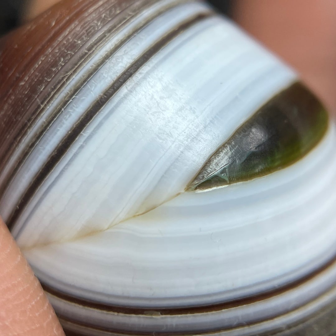 A Exquisite Agate Dzi bead - 6