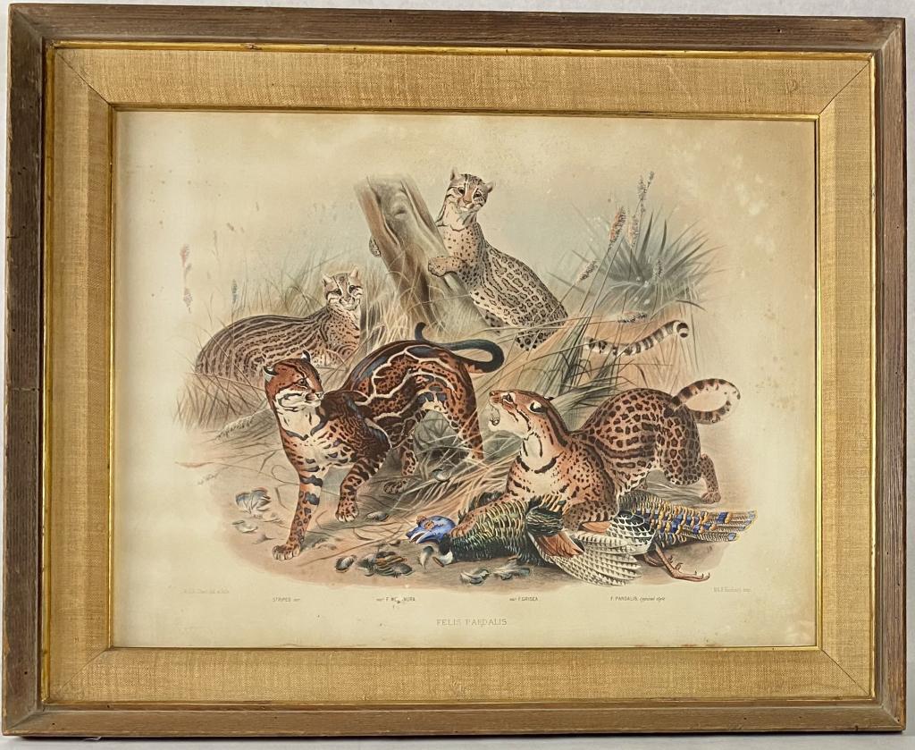 Antique Felis Pardalis Print (1 of 6)