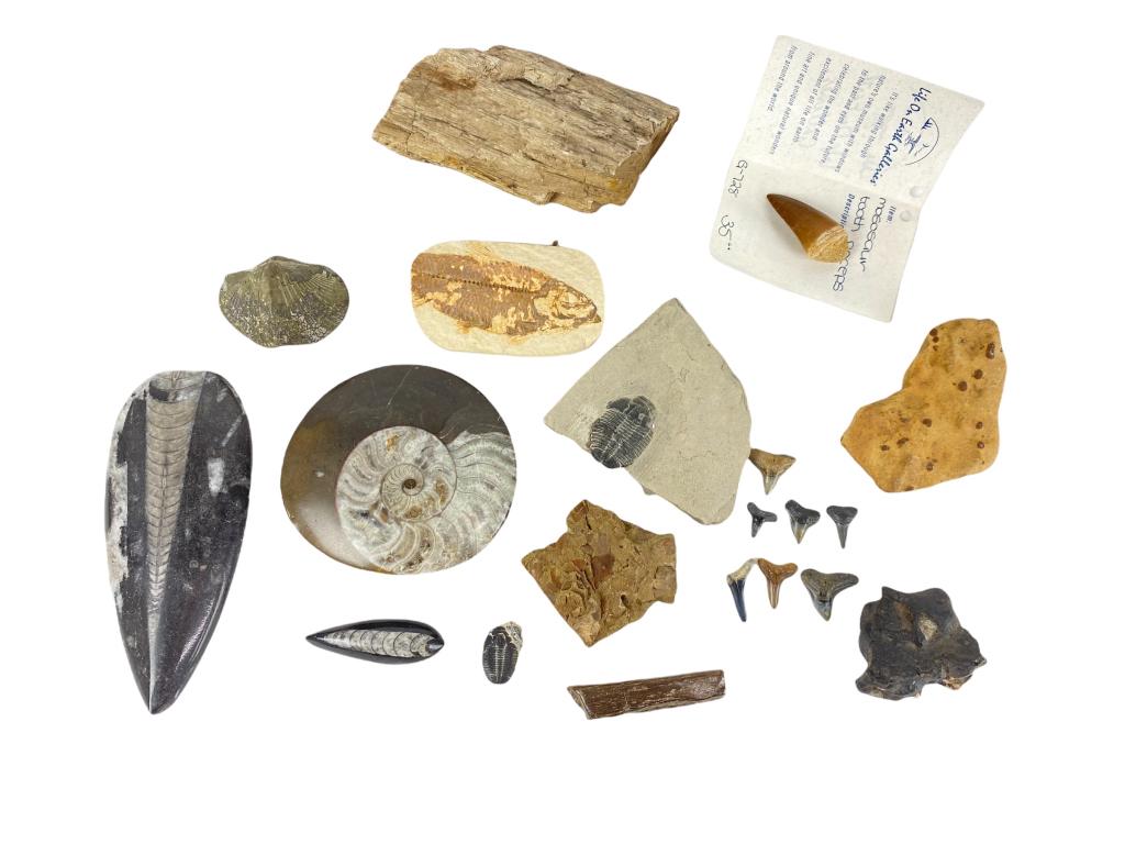 Group Of Fossils & Mineral Formations (1 of 6)