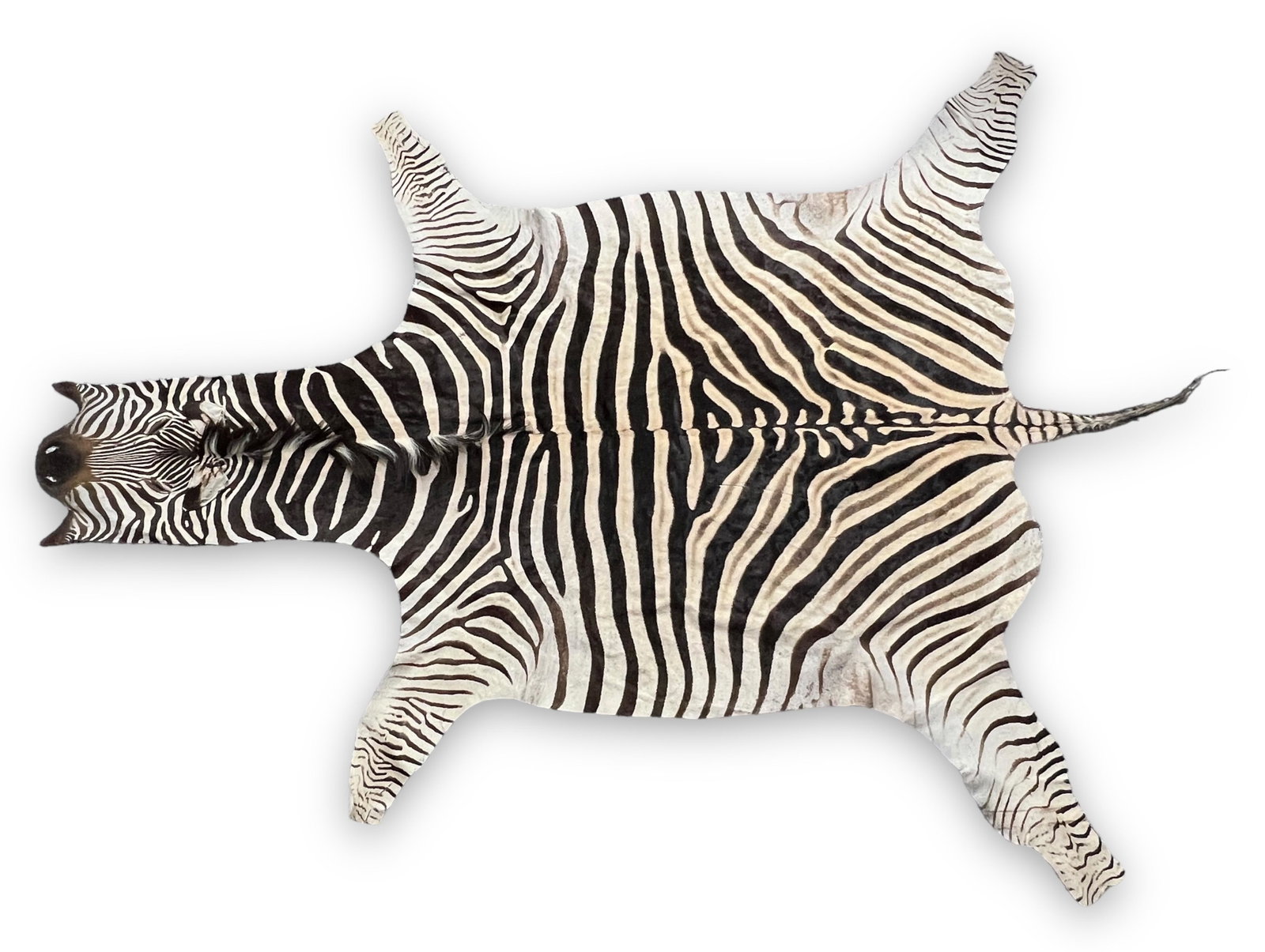 Taxidermy Zebra Rug: 10' 7" Long x 7' 11" Wide