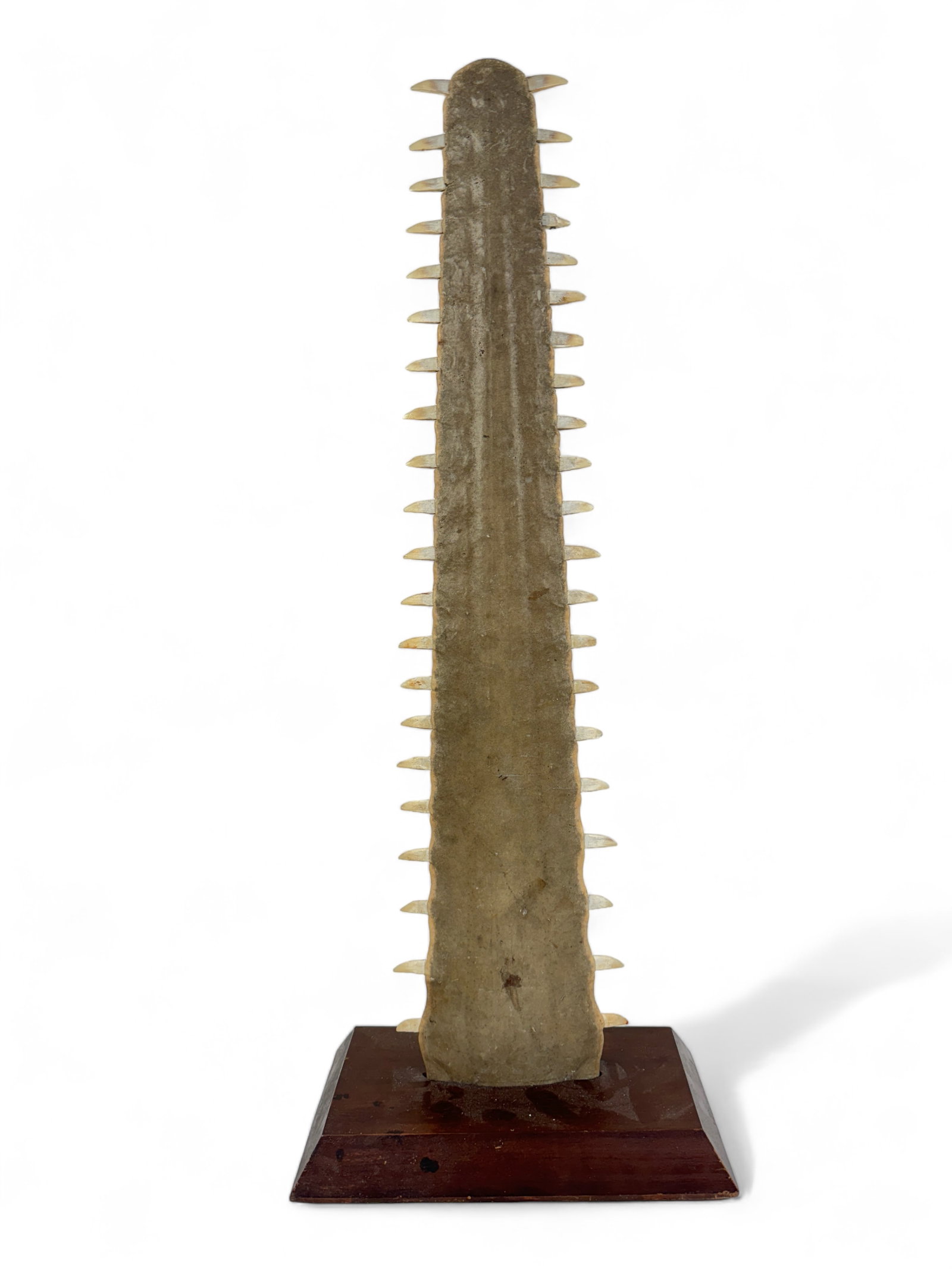 Antique Sawfish Bill 30 1/2" 19th C. (1 of 4)