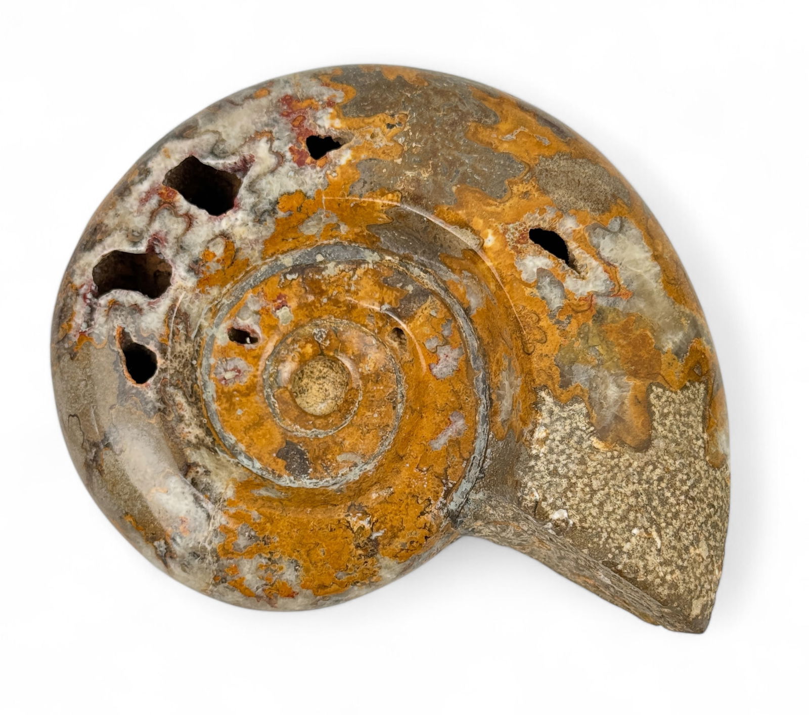 Ammonite Fossil With Crystal Formations (1 of 4)