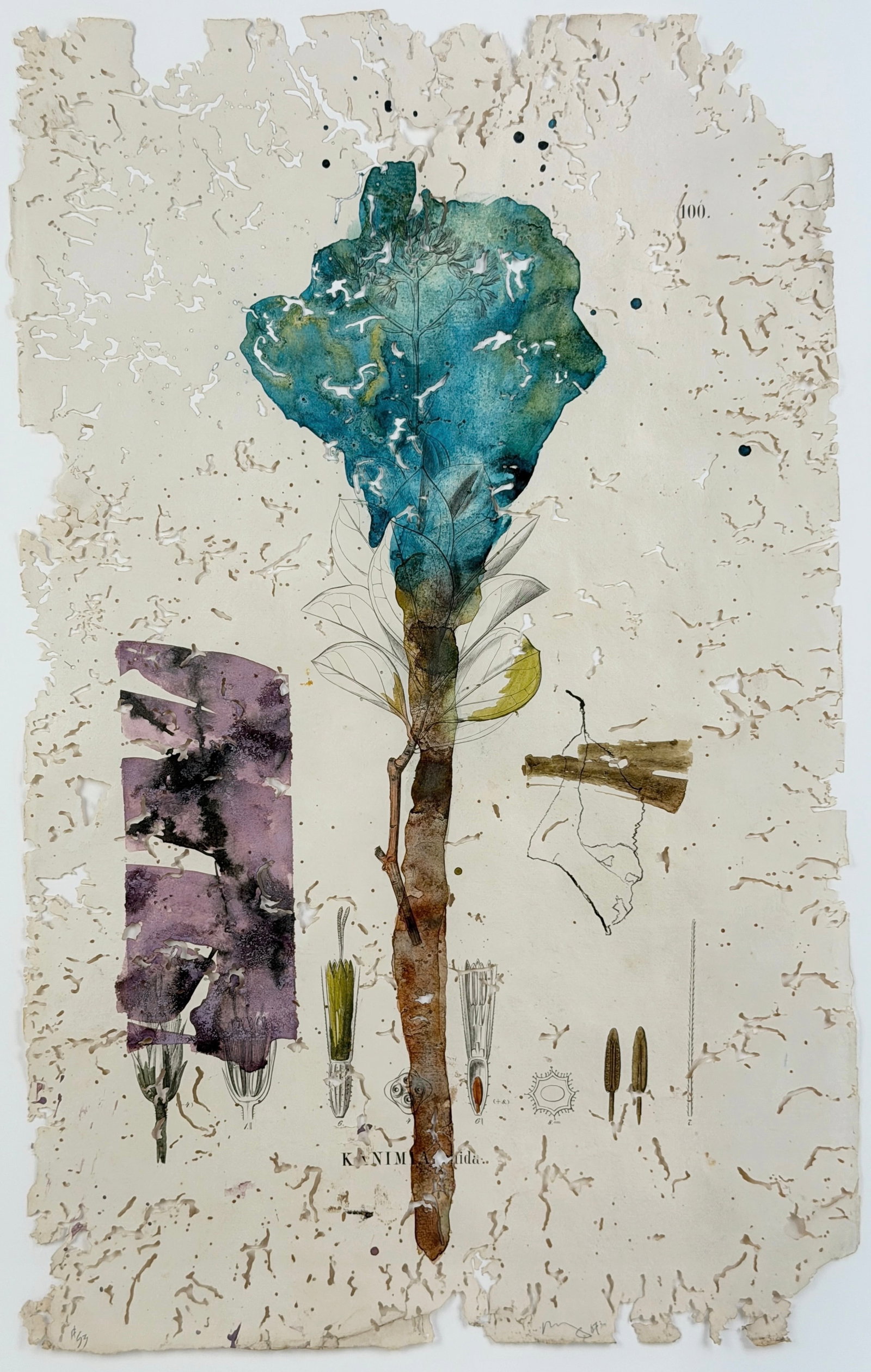 Bob Nugent “Flora Brasiliensis #53" Mixed-Media Collage: Signed lower right and numbered lower left. Number: #53 Date: 2007 Image: 19" x 12 1/4" Frame: 26 1/2" x 19" Condition: The image and frame are in good condition.
