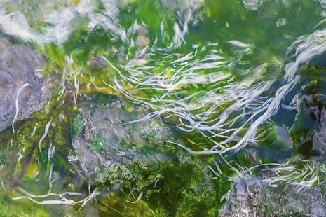 Tentacles By Olga Merrill, Photography: Artist: Olga Merrill is an award-winning Maine (USA) based visual artist primarily using the medium of photography. She uses photography as a tool-like an instrument to make music or a brush for paint