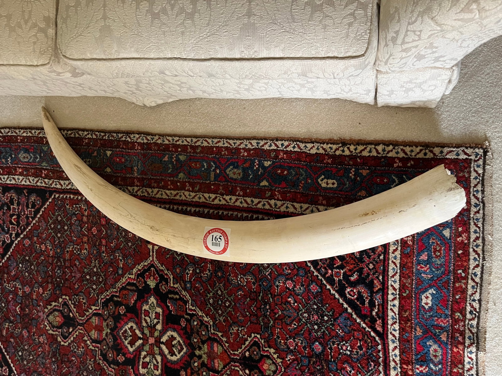 44.5 lbs. Ivory Tusk 60" L x 5.5" W: 44.5 lbs. Ivory Tusk 60" L x 5.5" W - MUST BE RESIDENT OF TN, MUST PROVIDE ID & PROOF OF RESIDENCY, CANNOT BE TRANSPORTED ACROSS STATE LINES