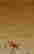 item-123575293=2