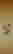 item-123575295=1