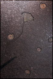 Crinoid Fossil Panel, Seirocrinus Subangularis (Sea Lily), Lower Jurassic