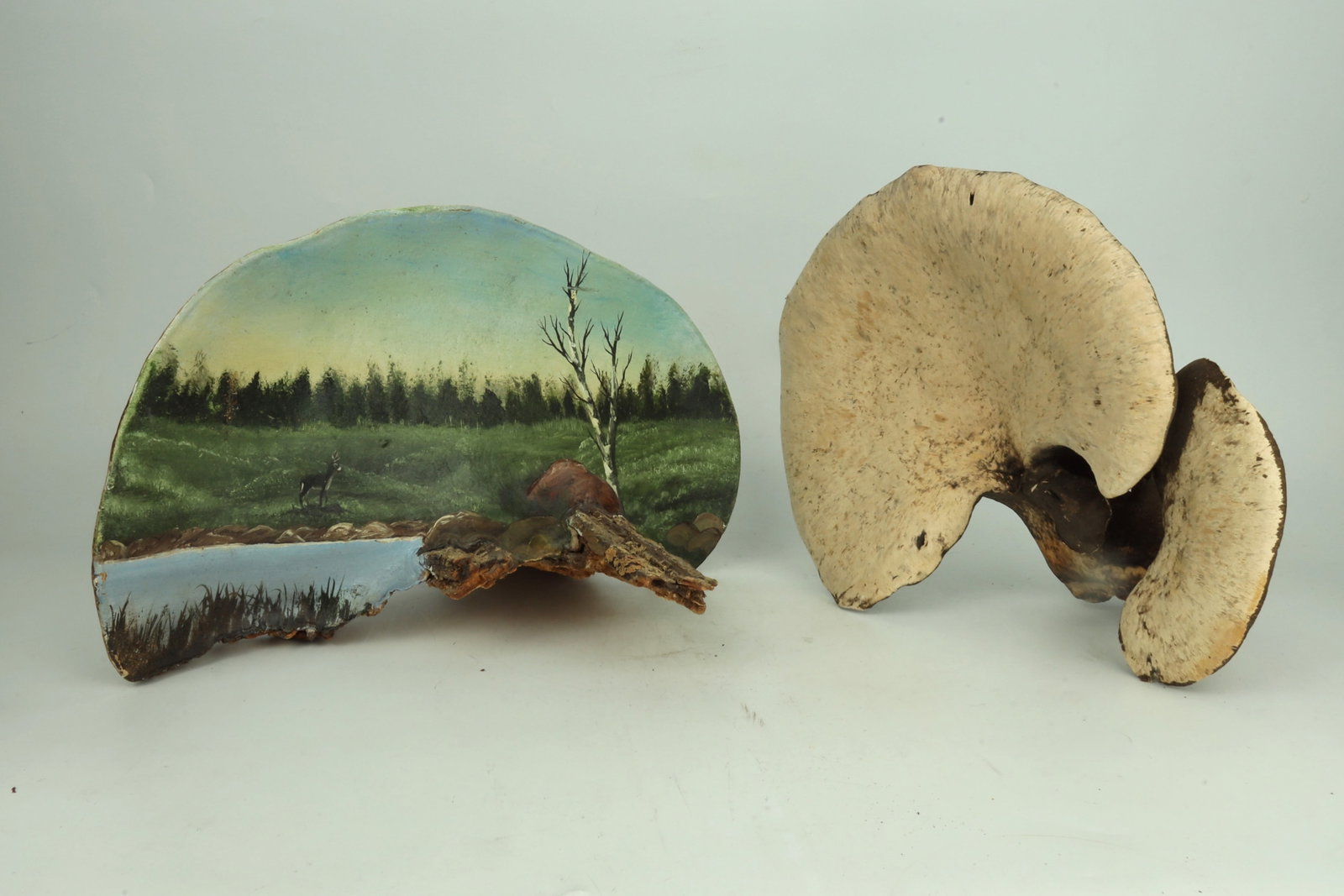 Two Natural Lingzhi Mushrooms: Two Natural Lingzhi Mushrooms Dimensions: 35.6cm × 33cm × 20.3cm; 29.8cm × 22.9cm × 15.2cm 天然老灵芝两件