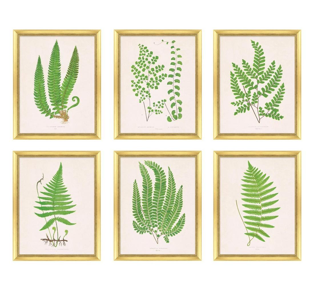 Six Custom Framed Botanical Fern Prints (1 of 7)