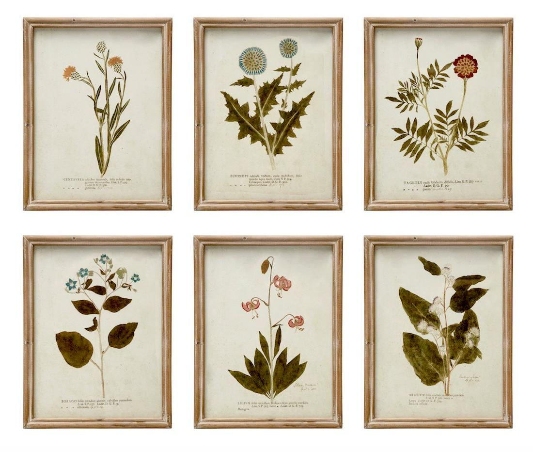 Six Framed Botanical Prints (1 of 1)
