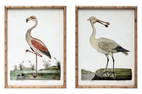 Two Framed Bird Prints