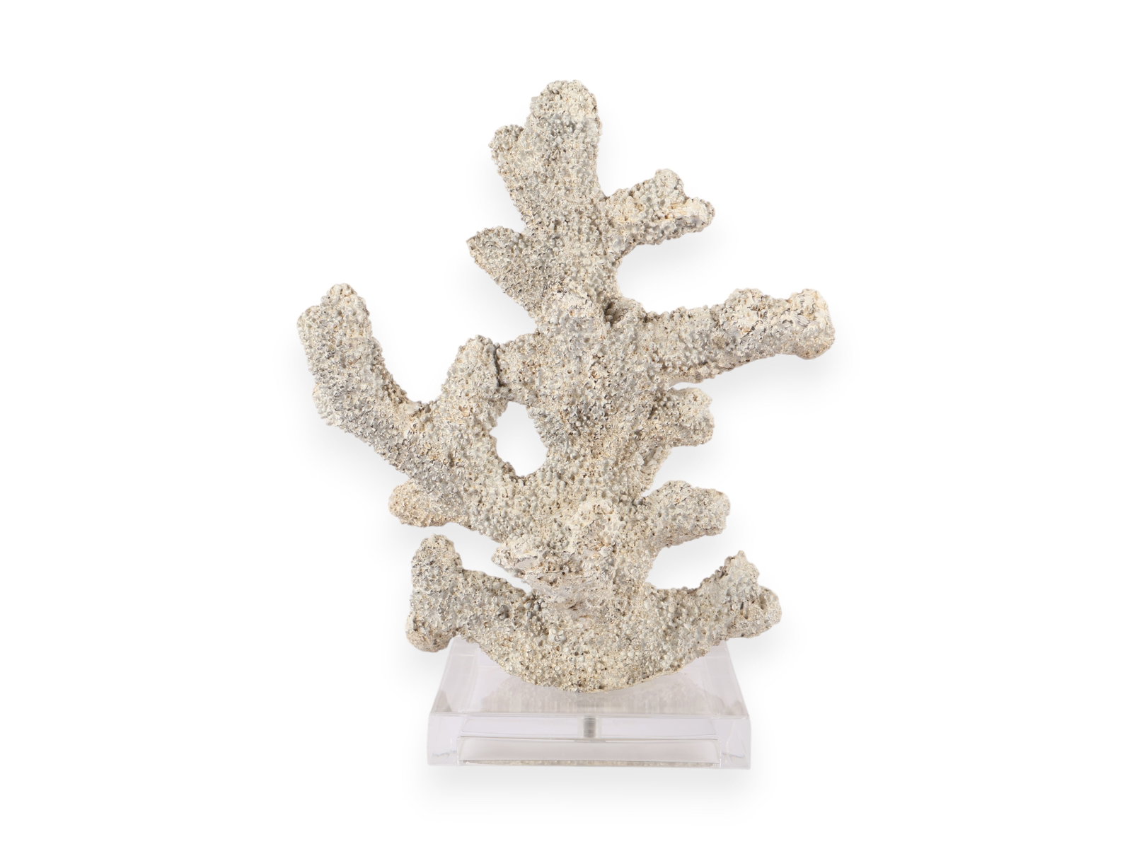 Faux Coral with Stand: 10 overal width of coral 12 overal height 5.5 x 5.5 base