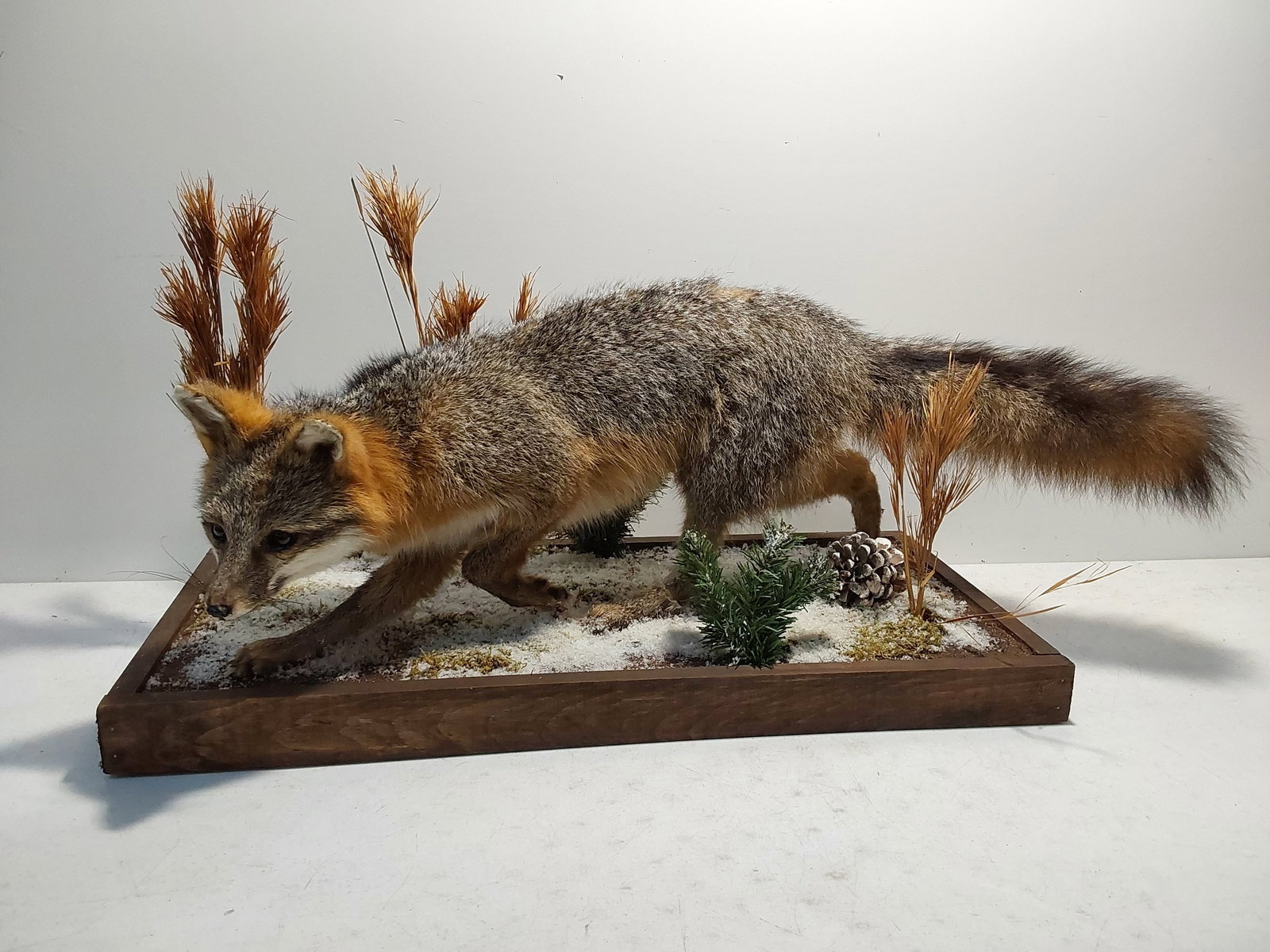 Grey fox taxidermy mount: Grey fox taxidermy mount