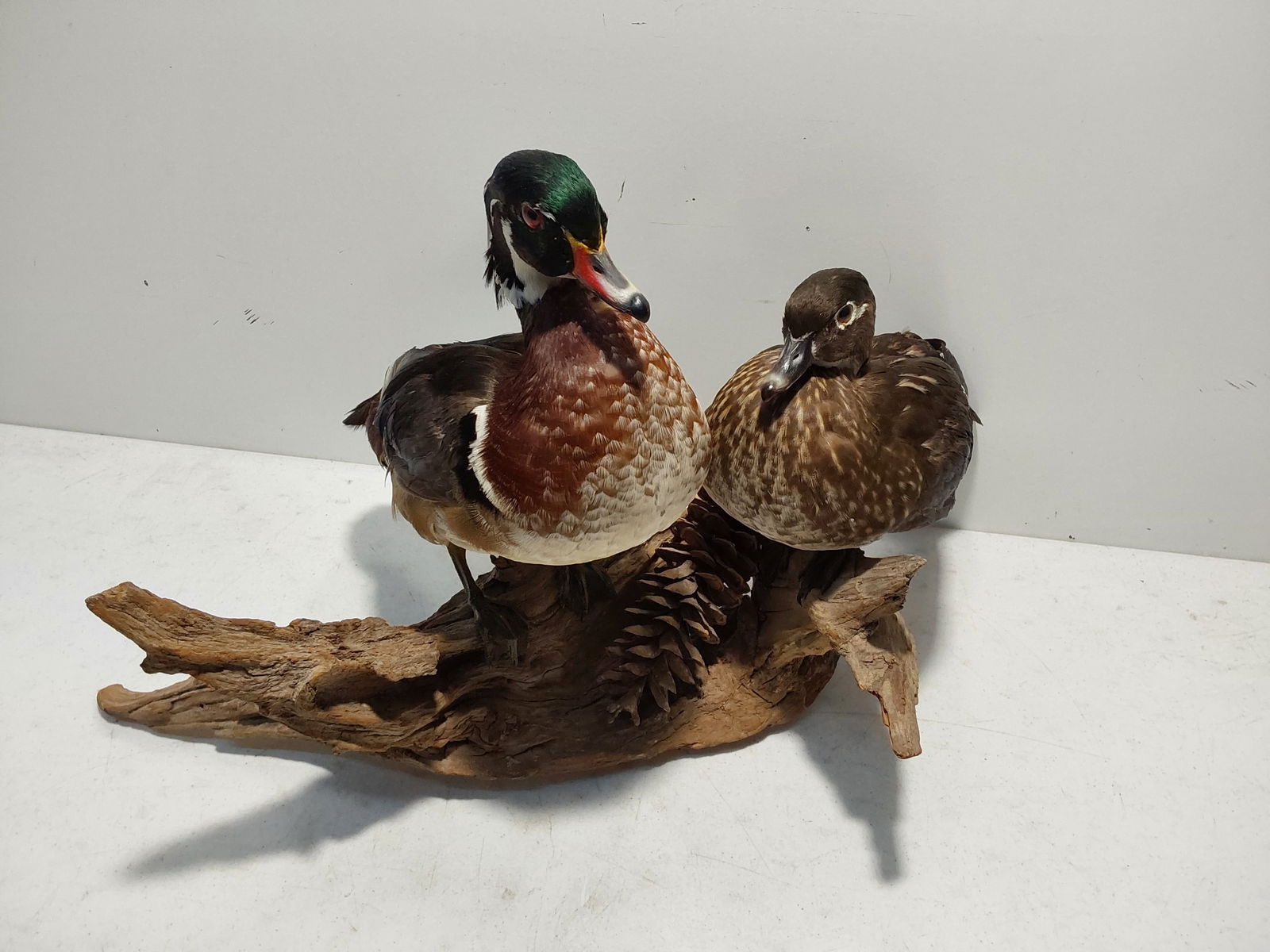 Drake and Hen Wood duck mounts: Drake and Hen Wood duck mounts
