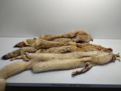 (3) coyote fur pelts: (3) coyote fur pelts