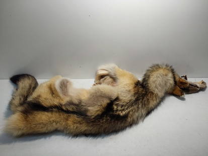 Wolf fur pelt with tag: Wolf fur pelt with tag