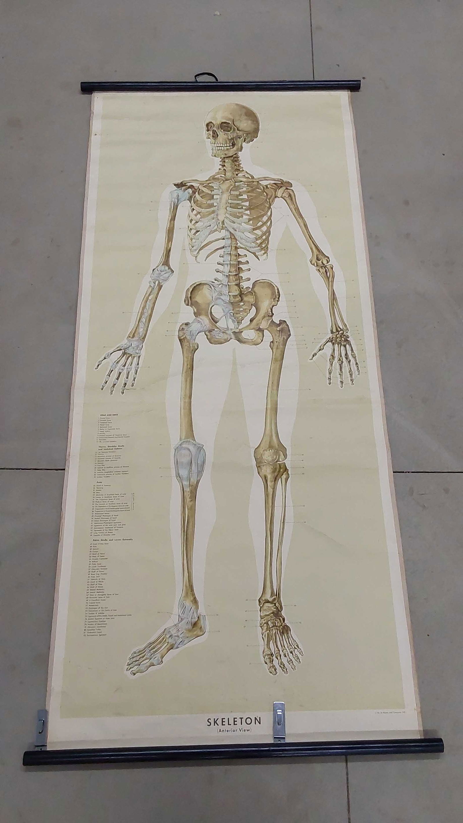 1951 human skeleton educational school chart (1 of 2)