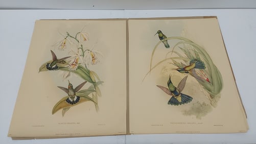 set of 6 hummingbird prints by John Gould