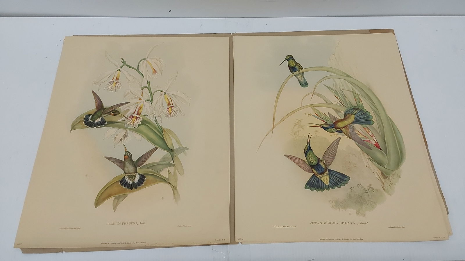 set of 6 hummingbird prints by John Gould (1 of 4)