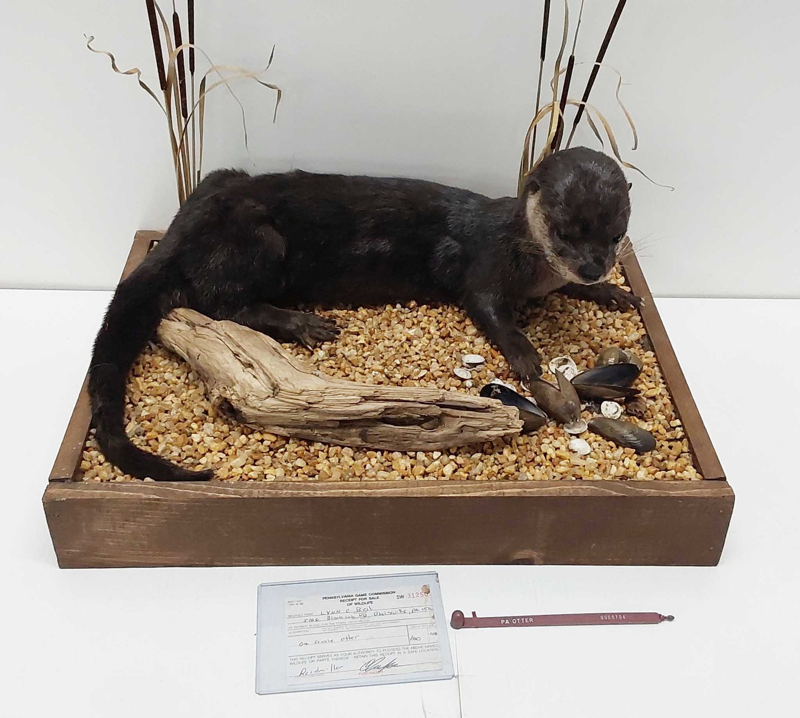 mounted otter with paperwork: mounted otter with paperwork