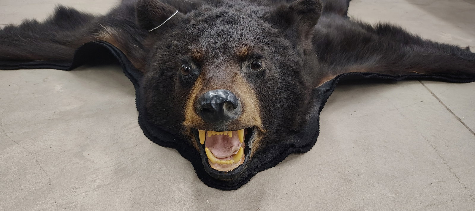 rug: black bear rug 62" long