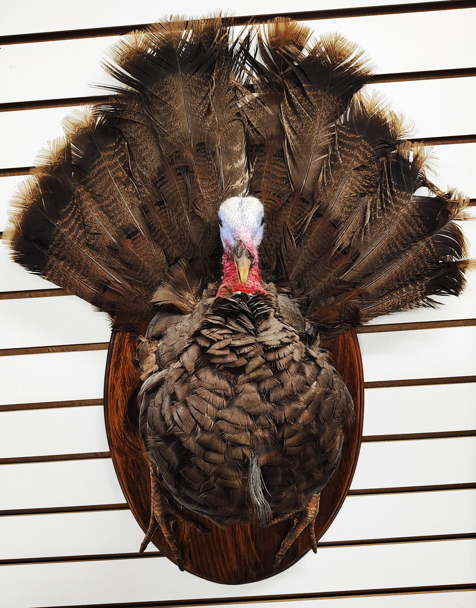 Mount: turkey Mount