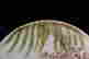 item-131412624=4