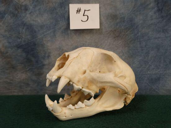 Mountain Lion Skull Taxidermy: Average size. Has all teeth.