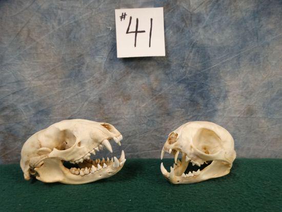 African Genet and Civet Skulls Taxidermy ( 2 x $ ) (1 of 2)