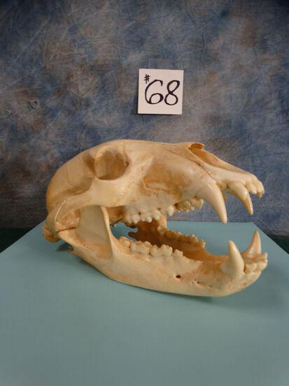 American Black Bear Skull Taxidermy: Has all the teeth present and professionally Preserved!