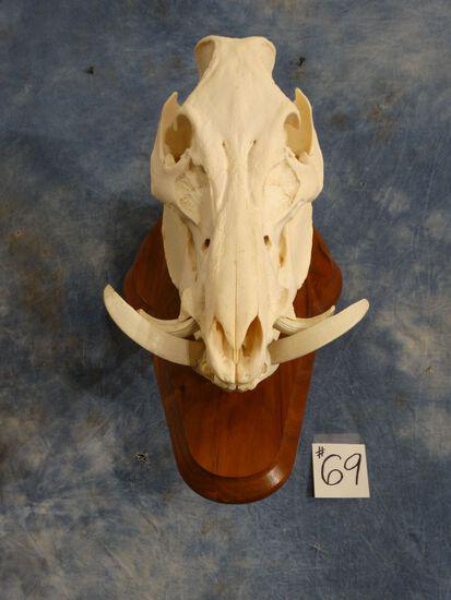 Very Large Wild Boar Skull on Wall Pedestal Panel: All Teeth Present and Excellent Condition.