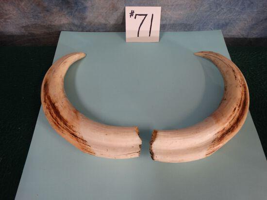 Pair of Upper Ivory Tusk From a Large Boar African: Pair of Upper Ivory Tusk From a Large Boar African Warthog Taxidermy