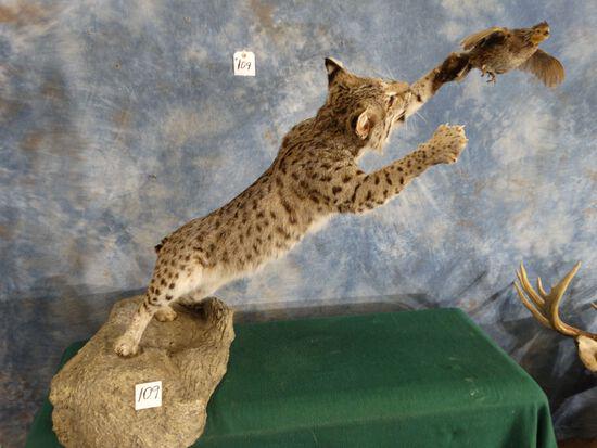 Big Heavily Spotted South Texas Bobcat Leaping for a: This is an outstanding action mount that will make an awesome display!