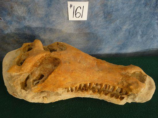 Prehistoric Miocene Epoch Crocodile Skull in Matrix: Check out the teeth on this guy. A great show piece for an awesome paper weight.