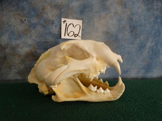Large Mountain Lion Skull Taxidermy: Excellent condition with all teeth present.