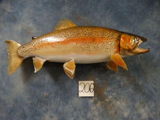 21 3/4" Real Skin Rainbow Trout Taxidermy Fish Mount (1 of 3)