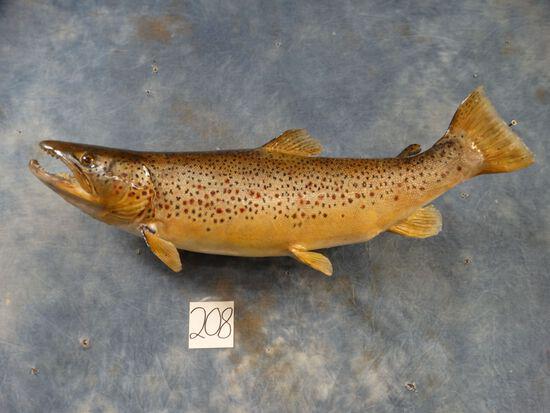 24" Real Skin Brown Trout Fish Mount Taxidermy (1 of 3)