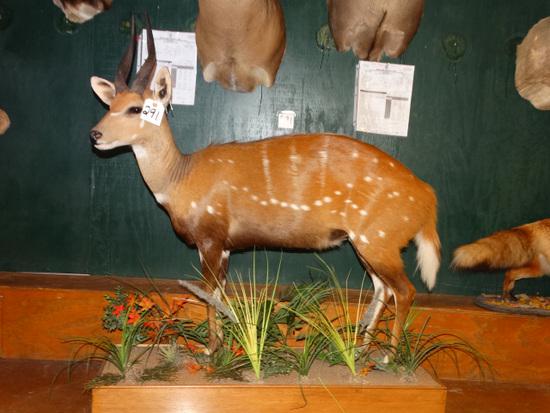 Beautiful Harnessed Bushbuck Full Body Mount Taxidermy (1 of 4)
