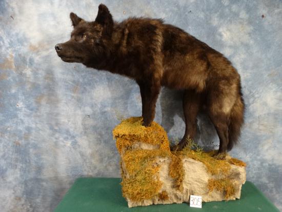 Cool Black Timber Wolf Full Body Mount Taxidermy (1 of 8)