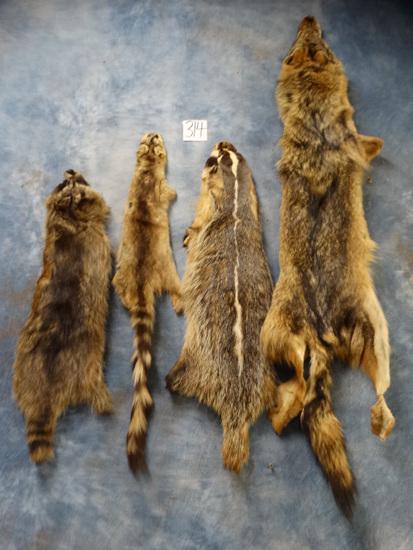 Four North American Tanned Varmit Skins Taxidermy ( 4 x: Here we have the trappers delight. These tanned skins are in good shape for display, and the hair is good; but they are not suitable for mounting. These 4 skins were case skinned and the legs were cut