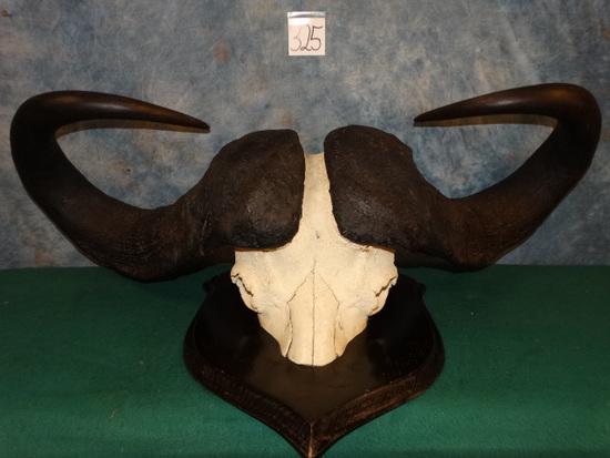 Extra Large African Cape Buffalo Skull Taxidermy Mount (1 of 3)